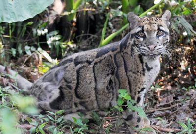 Have you seen our clouded leopard?: Dallas Zoo