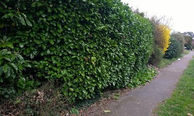 Scientist enlists pupils to see how hedges can make greener schools
