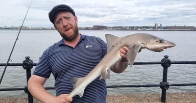 Five types of shark found in River Mersey
