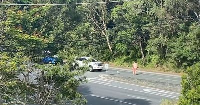 Irishman hailed a hero after risking life by stopping motorway traffic to save koala