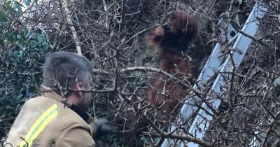 Red setter dog rescued from tree after falling from Northumberland cliff edge