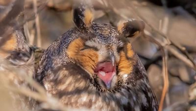 Yawning owl, outdoors shows and John Gierach on psychiatrists and guides