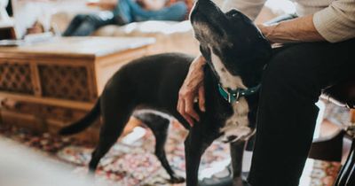 DSPCA issue urgent warning about microchipping pets following recent rescues