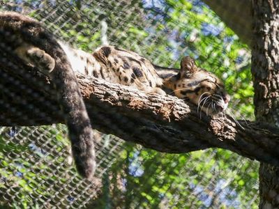 Leopard found at Dallas Zoo after being missing for hours