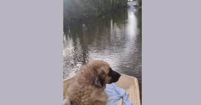 'I had to take my dog for cancer treatment by boat as we were trapped by floods'