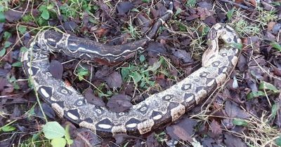 Three huge boa constrictor snakes found dumped alongside a load of rubbish bags