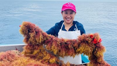 Seaweed farmed by Port Lincoln tuna company to become fertiliser, chicken feed and food pigment