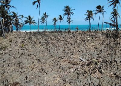 One year after volcanic blast, many of Tonga's reefs lie silent