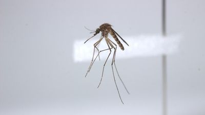 Japanese encephalitis, Murray Valley encephalitis concerning but risk of death low, mosquito experts say