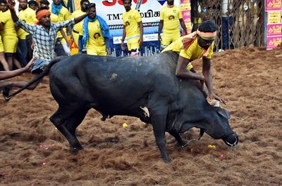 Tamil Nadu: 'Jallikattu 2023' Event Begins In Madurai's Avaniyapuram