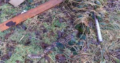 Three dead boa constrictor snakes found dumped beside loch near Milngavie