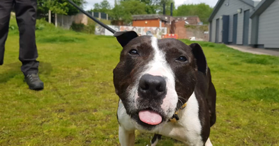Manchester Dogs Home’s longest-term resident hopeful 2023 will be his year