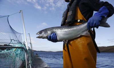 Salmon deaths on Scotland’s fish farms double – but are jellyfish to blame?