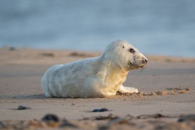 Record number of seal pups counted on Norfolk beaches