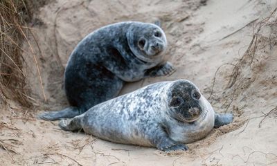 Baby seals spotted in record numbers on Norfolk coast