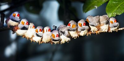 Birdsong isn't just competition for mates or territory. Zebra finches sing to bond