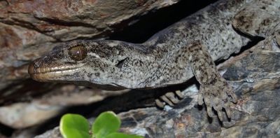 Meet te mokomoko a Tohu: a new species of New Zealand gecko hidden in plain sight