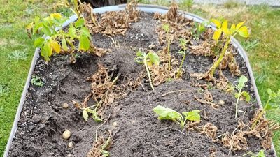 Vegetable patch thieves strike as some blame rising grocery costs of fresh fruit and veg