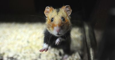 RSPCA warns pet owners about the risks of fluffy bedding for pet hamsters