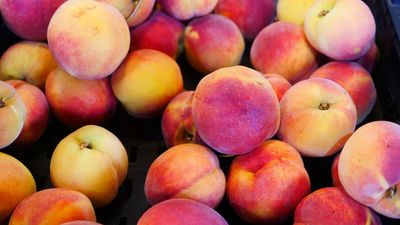 Stone fruit harvest in NSW hurt by disease and floods — and prices are expected to rise as a result