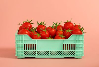 Tanzania’s tomato harvest goes to waste