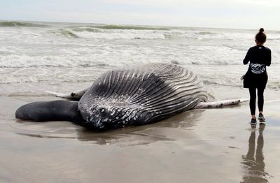 Officials: Whale found dead in NJ likely struck by vessel