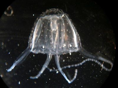 Woman, boy stung by Irukandji jellyfish