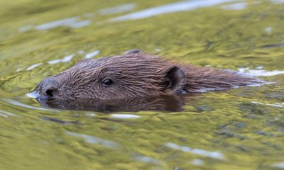 Beavers to be reintroduced in Hampshire for first time in 400 years