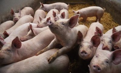 ‘The government doesn’t care’: UK pig farmers voice alarm over shrinking sector