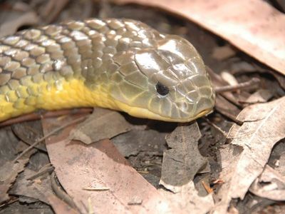 Tiger snakes evolve at break-neck speed