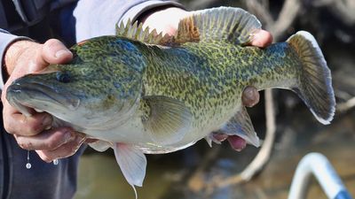 Murray cod believed to have disappeared from sections of Darling River