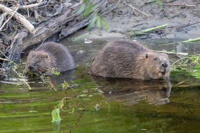 Beavers set to return to Hampshire after 400 years in nature restoration scheme