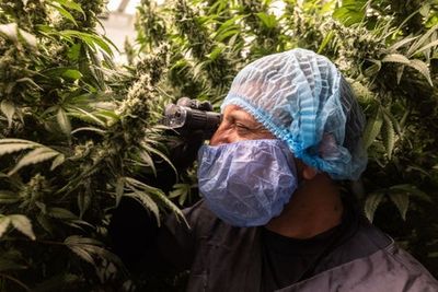 Celadon becomes first UK company to clear regulatory hurdle to manufacture medical cannabis