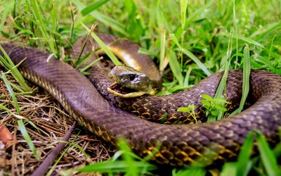 On a tiny Australian island, tiger snakes evolved huge jaws in a surprisingly short time