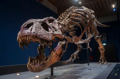 T Rex may have had brain capable of using tools and passing knowledge to kin, study claims