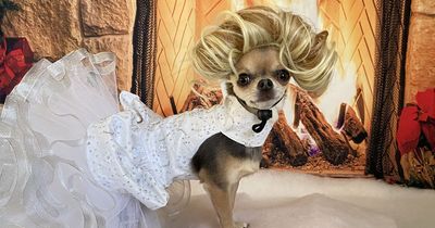 Tiny pooch poses as Marilyn Monroe and Queen to scoop pageant crowns