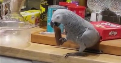 Potty-mouthed parrot abuses owners when they cage bird at mealtimes