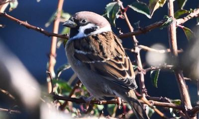 Country diary: No weeds, no tree sparrows – only a few are hanging on