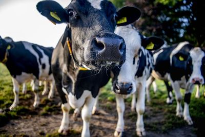 Have we reached ‘peak meat’? Why one country is trying to limit its number of livestock