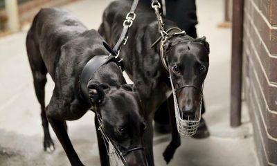 NSW won’t review decision to allow ‘inhumane’ greyhound breeding technique