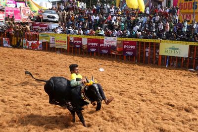 One dead, dozens injured at bull-taming contest in India