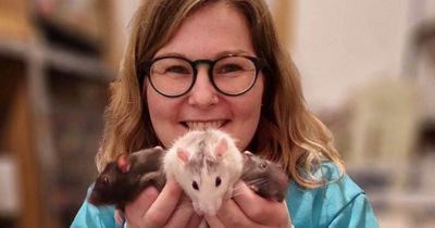 Inside the Glasgow holiday home for small pets including guinea pigs and hamsters