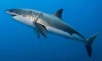 Queensland urged to end its ‘failing’ shark nets and drum lines program