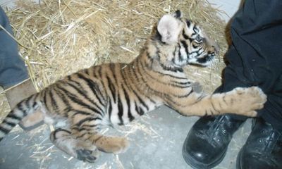 Police find Bengal tiger cub in mobile home while investigating shooting