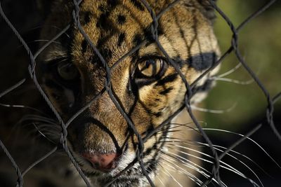 Dallas zoo closes after clouded leopard escapes its enclosure