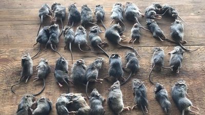 NSW floods may have stopped another mouse plague but farmers worry about rats, pigs