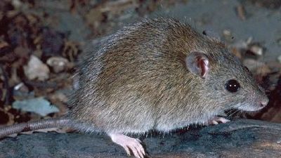 'Millions' of native rats invade North Queensland sugar cane fields, decimate crops