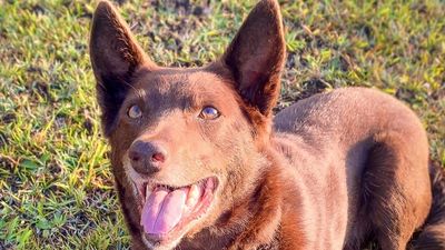 RSPCA rescue dog finds home after two years in care on NSW Mid North Coast