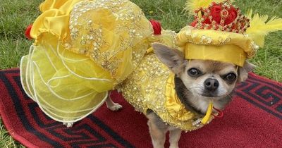 County Durham Chihuahua dresses as Marilyn Monroe and Queen to scoop pageant crowns