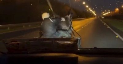 Alarming footage shows 'horse-and-cart race' on motorway as officials slam 'abuse'
